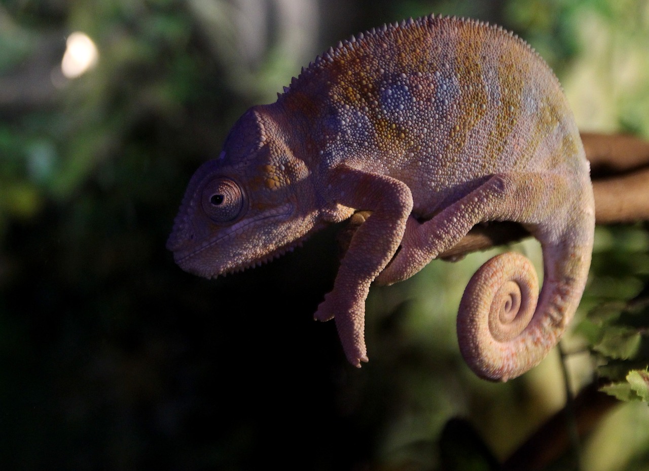 chameleon reptile casey free photo