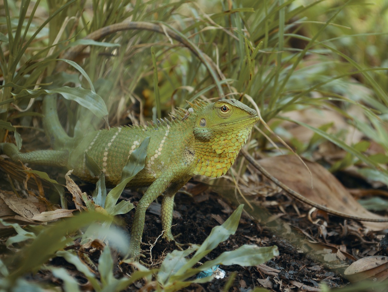 chameleon nature animal free photo