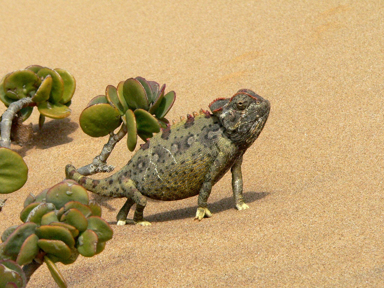 chameleon reptile animal free photo