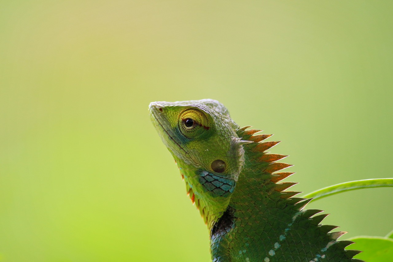 chameleon animal wild free photo