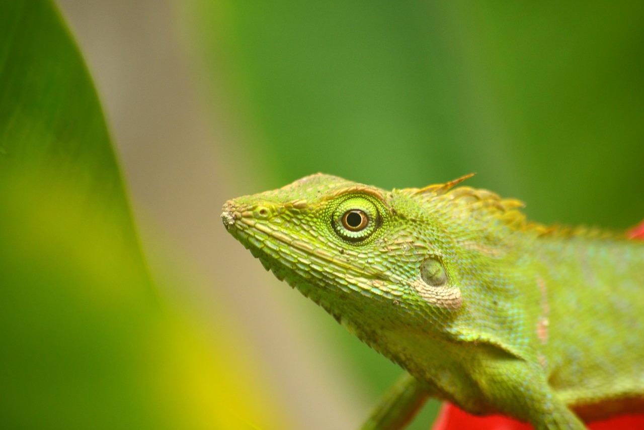 chameleon animals insect free photo