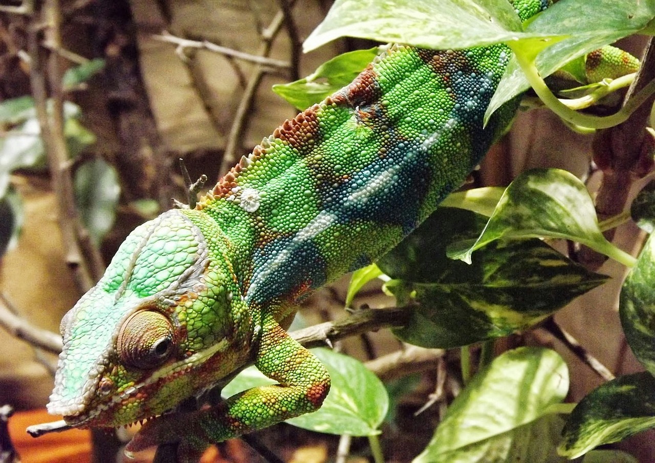 chameleon colored color free photo
