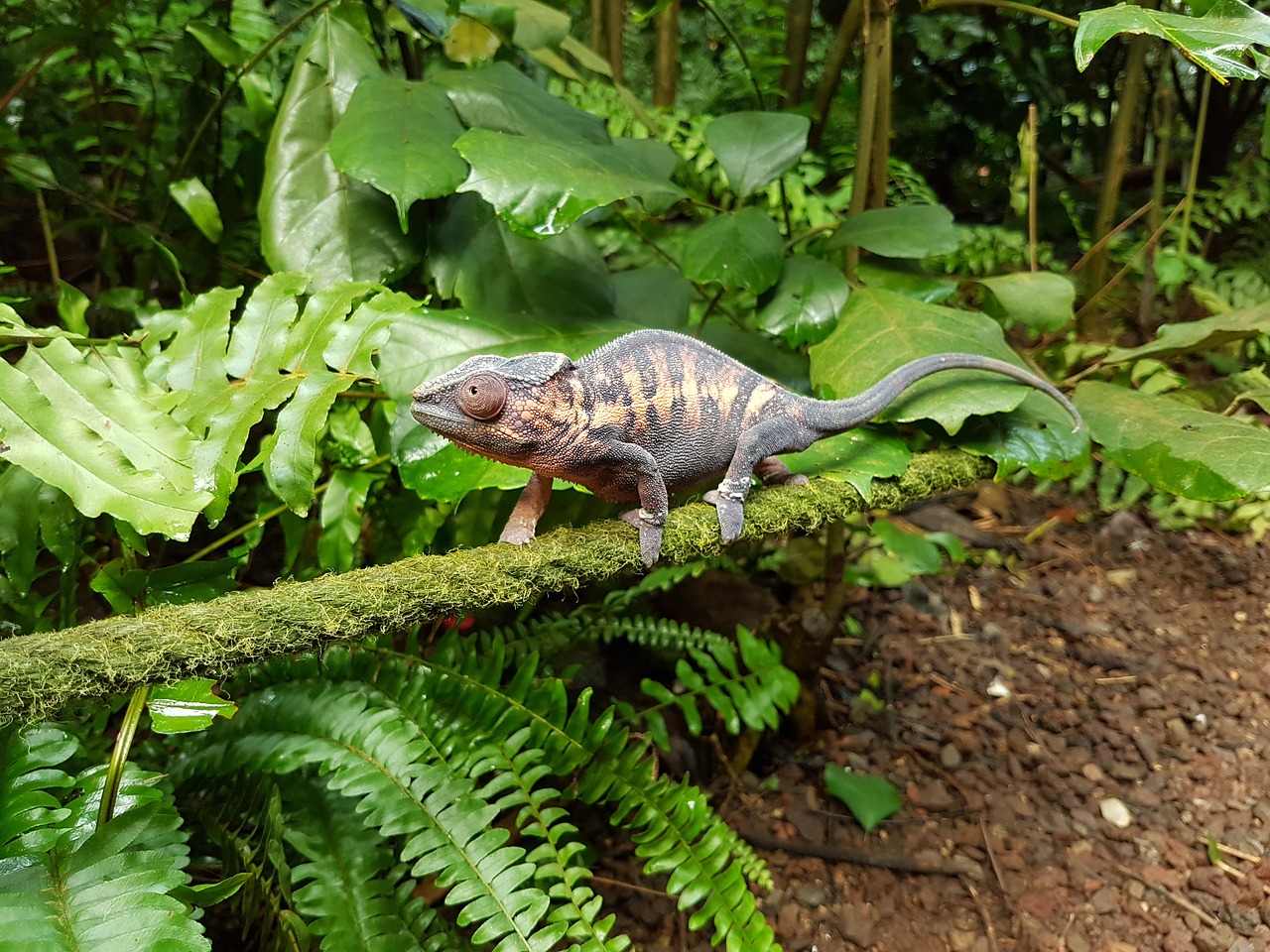 chameleon rainforest zoo free photo