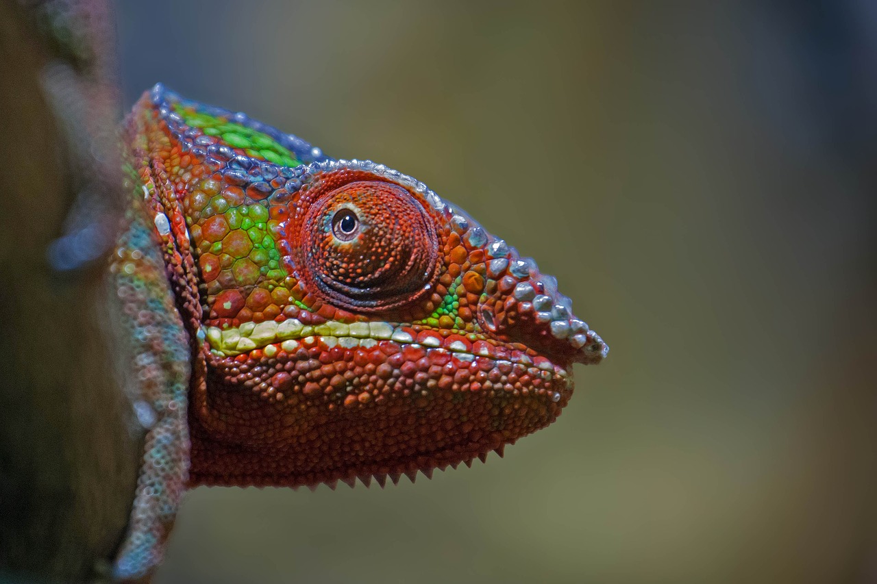 chameleon reptile color free photo
