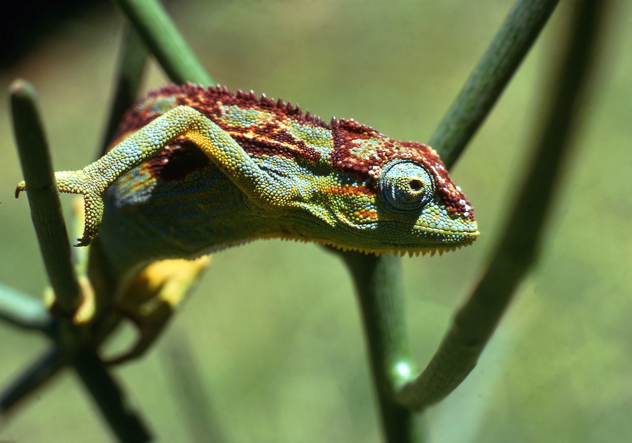 chameleon wildlife animal free photo