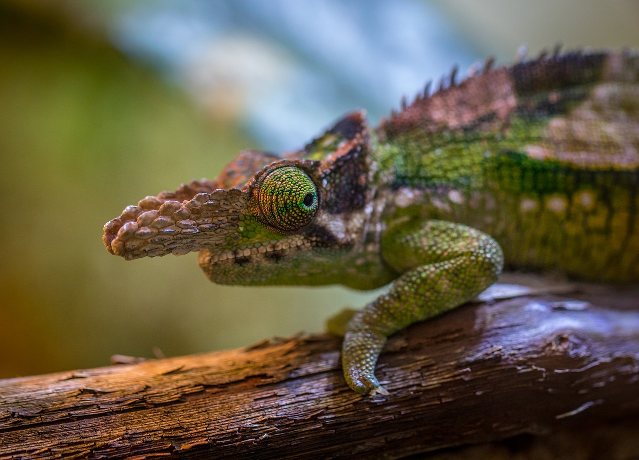 chameleon exotarium animals free photo