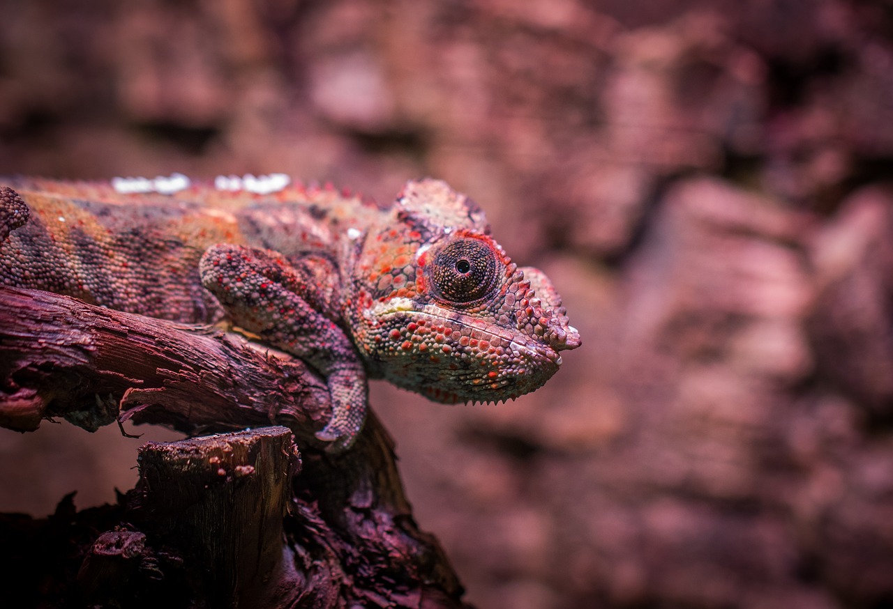 chameleon exotarium nature free photo