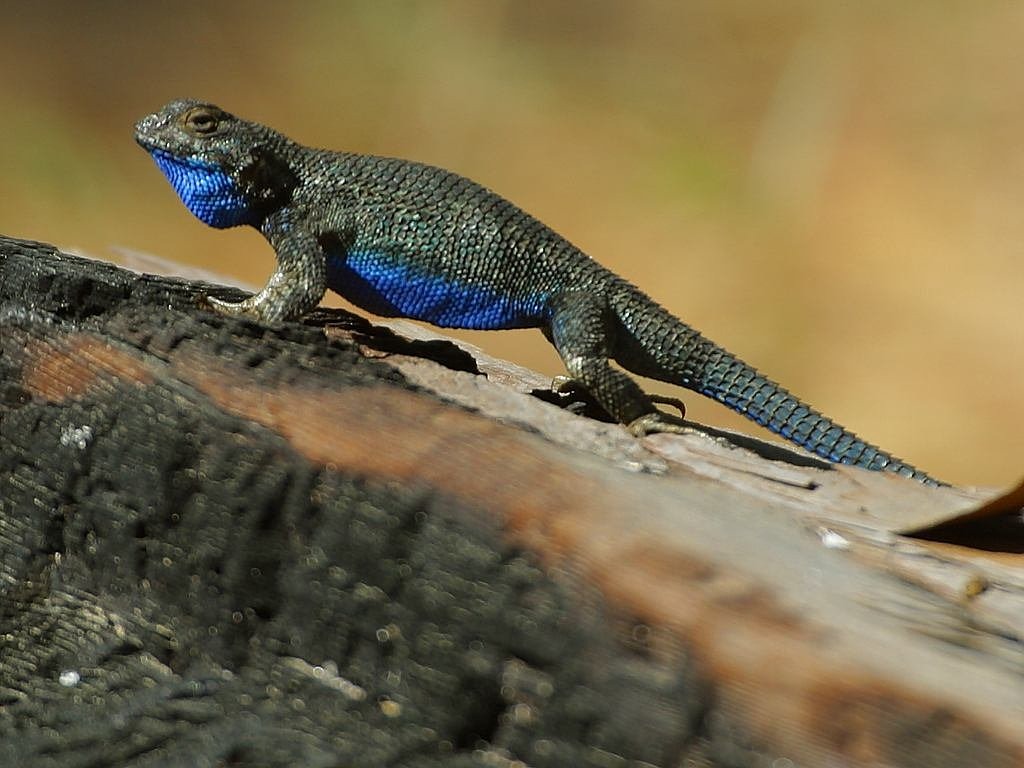chameleon blue color free photo