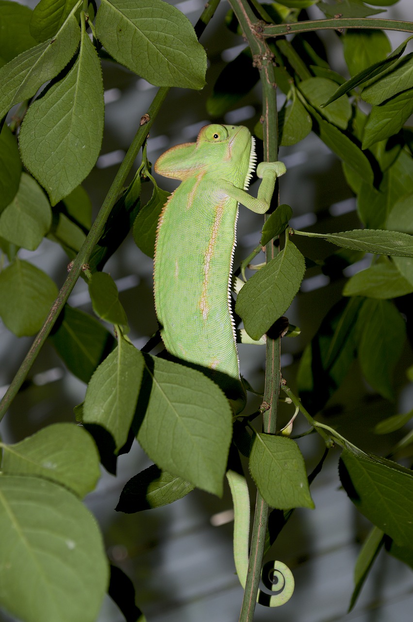 chameleon camouflage leaves free photo