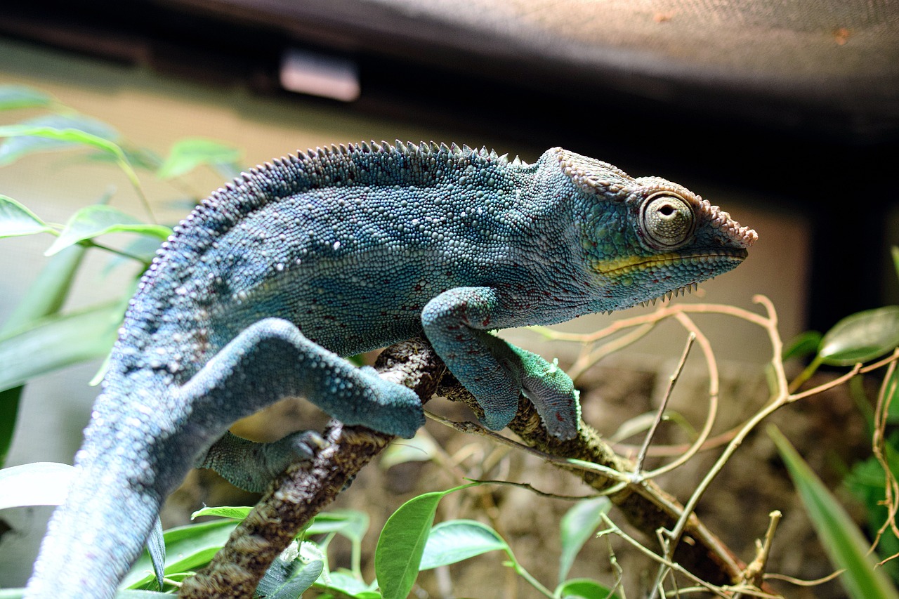 chameleon panther chameleon scale free photo