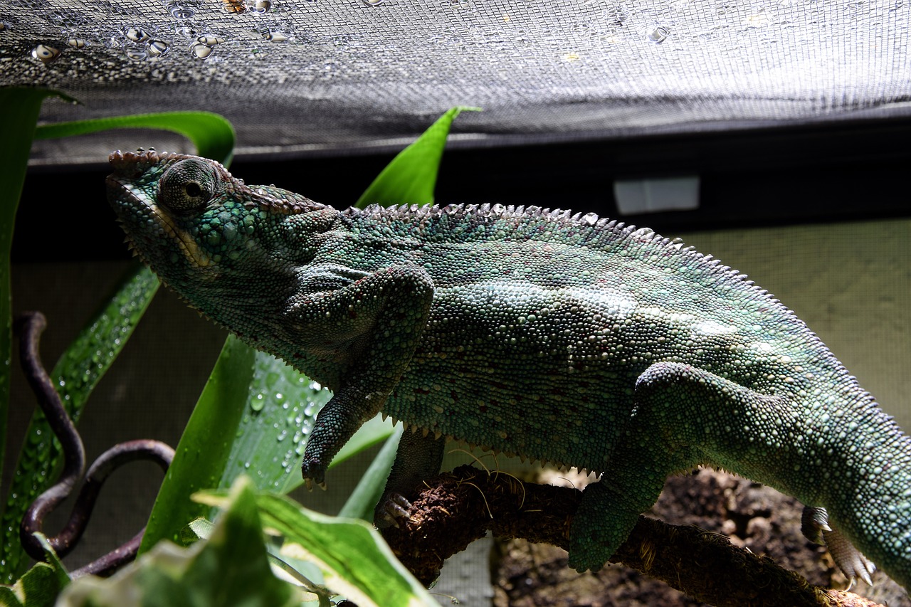 chameleon  drop of water  terrarium free photo