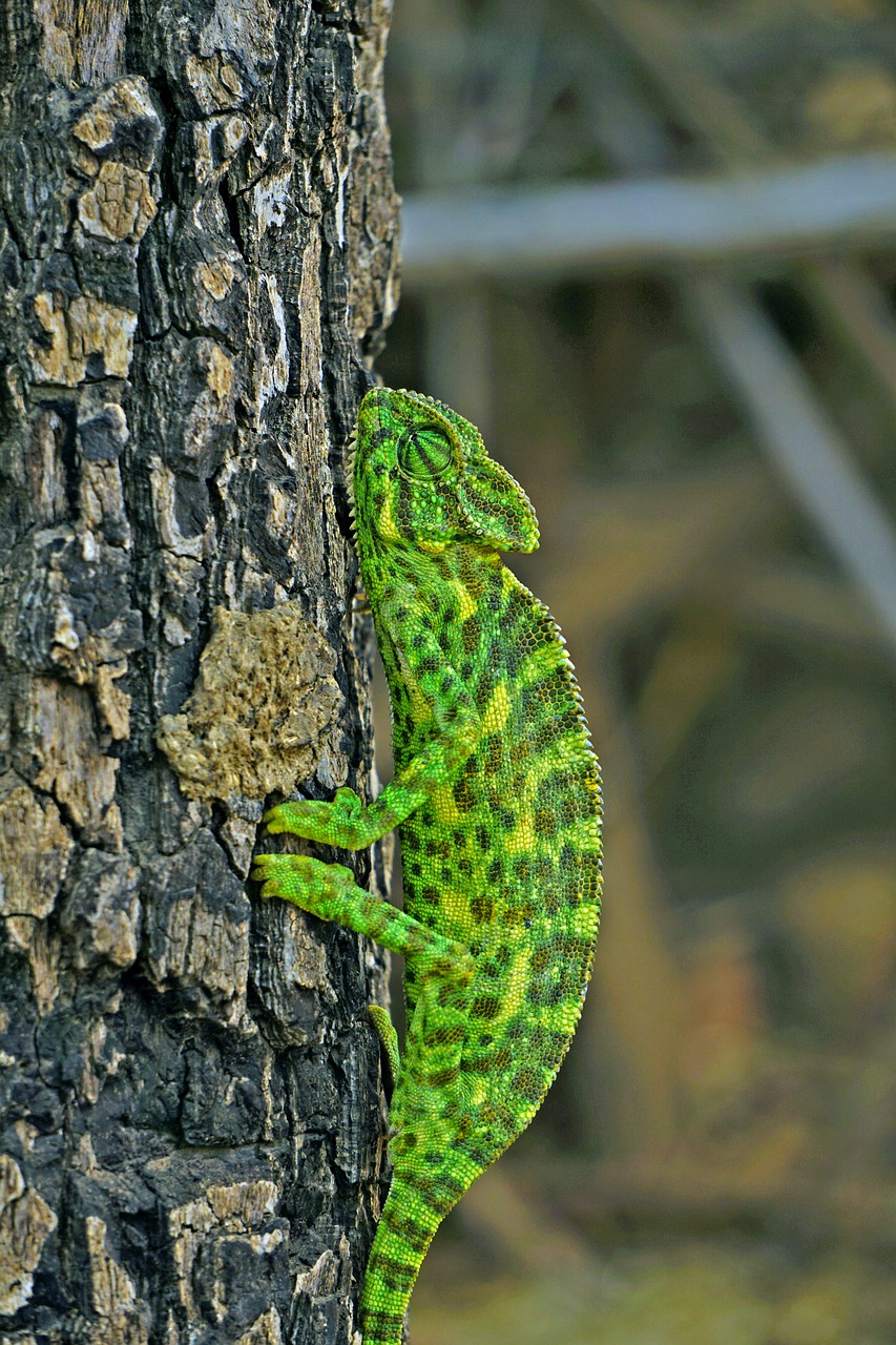 chameleon  indian  bansara free photo