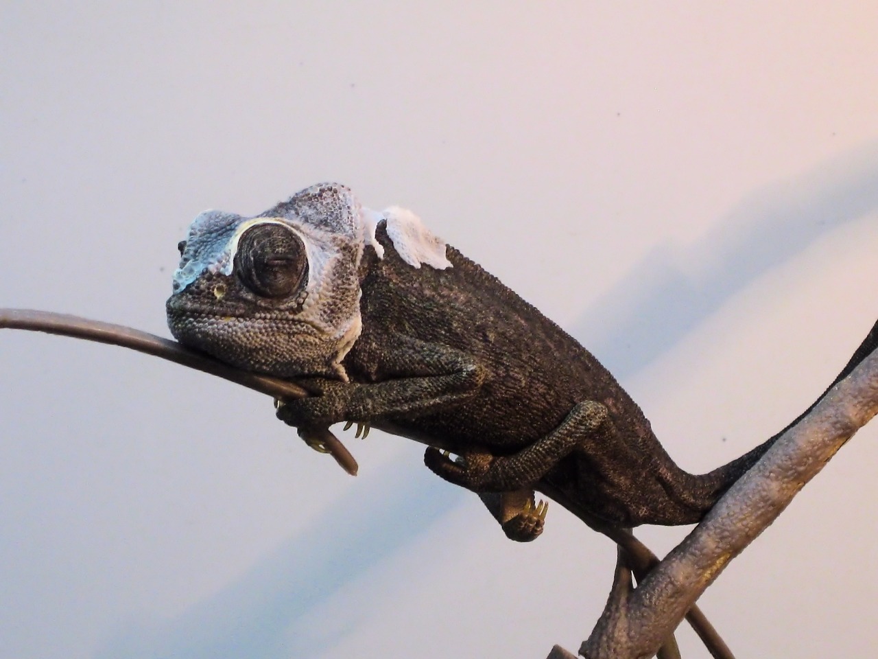 chameleon  gad  the lizard free photo