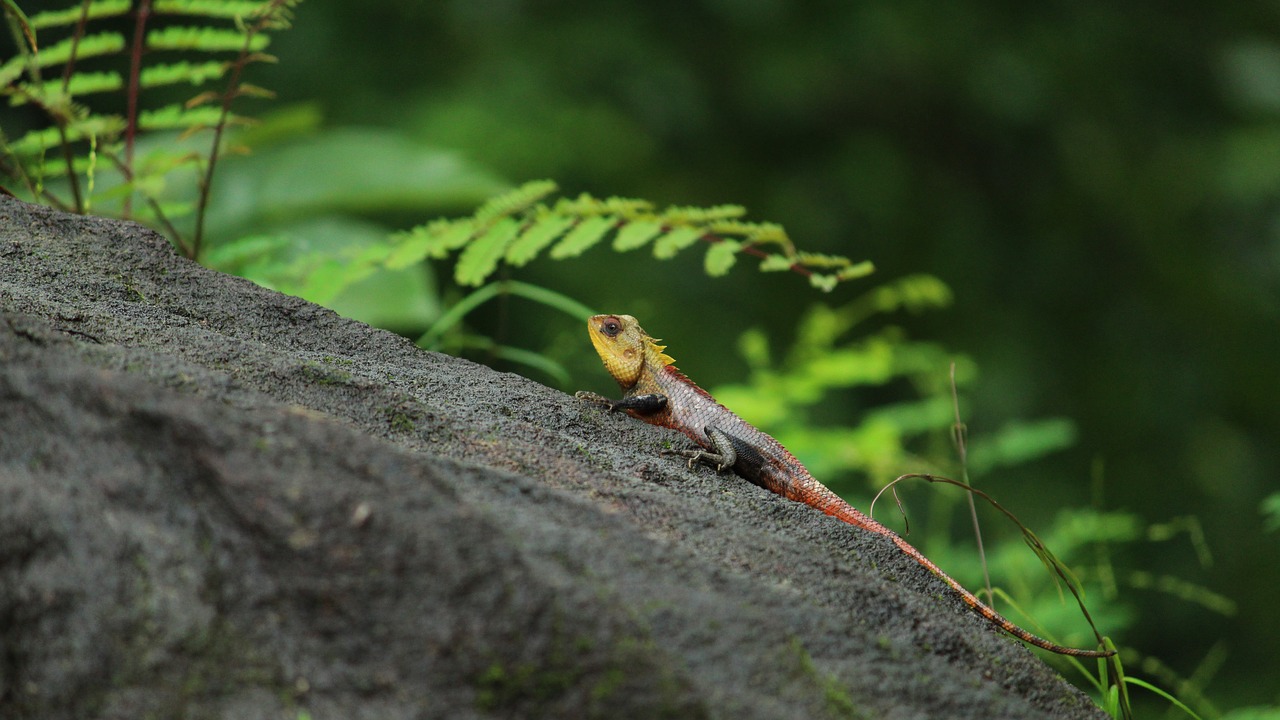 chameleon  indian  reptile free photo