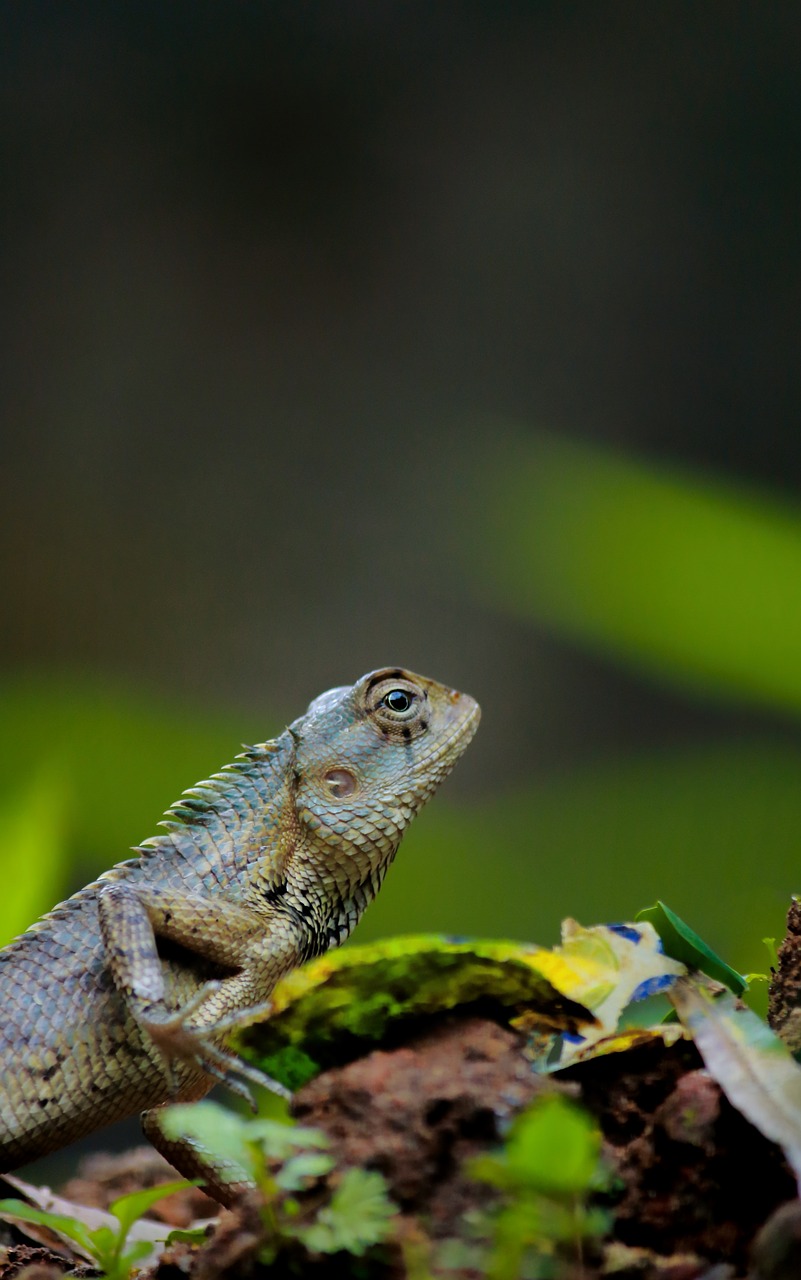 chameleon  animal  wild free photo