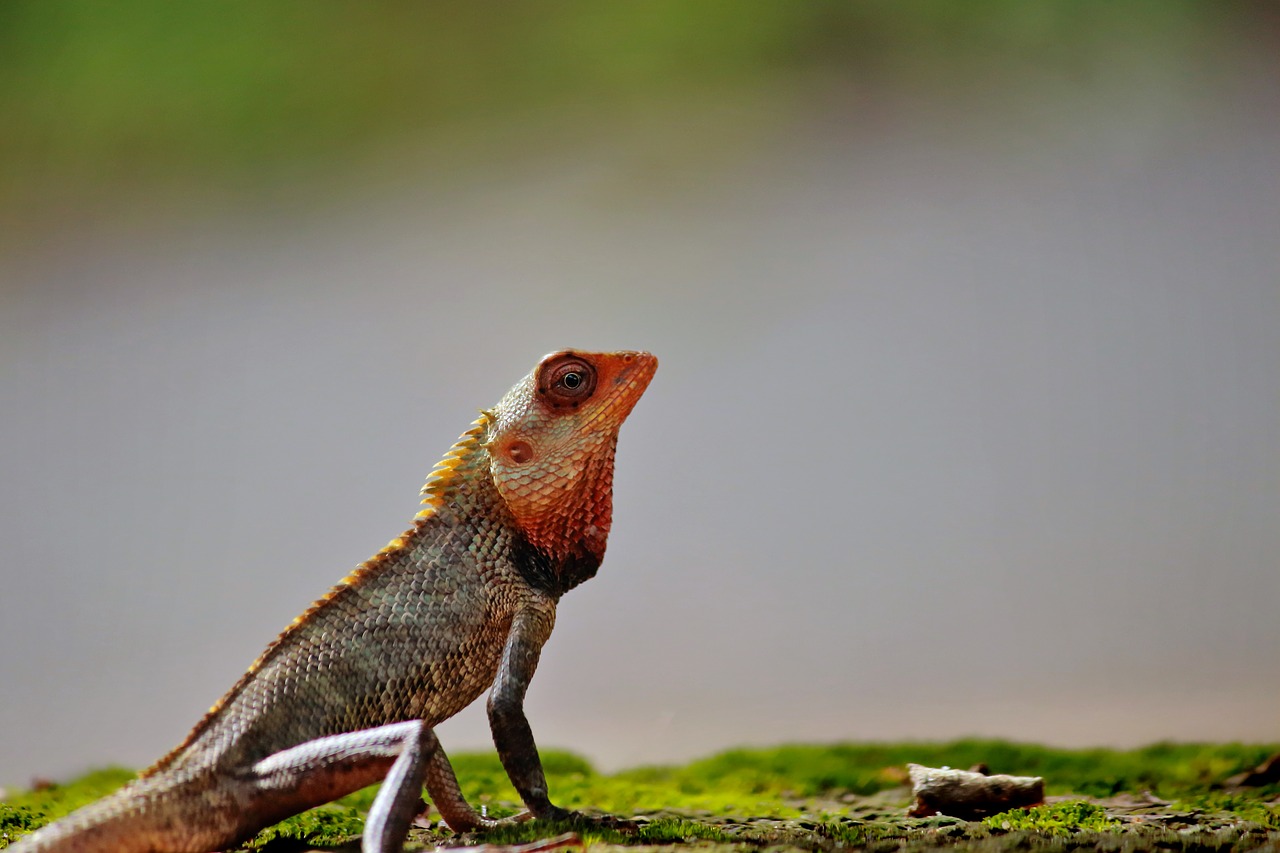 chameleon  animal  wild free photo