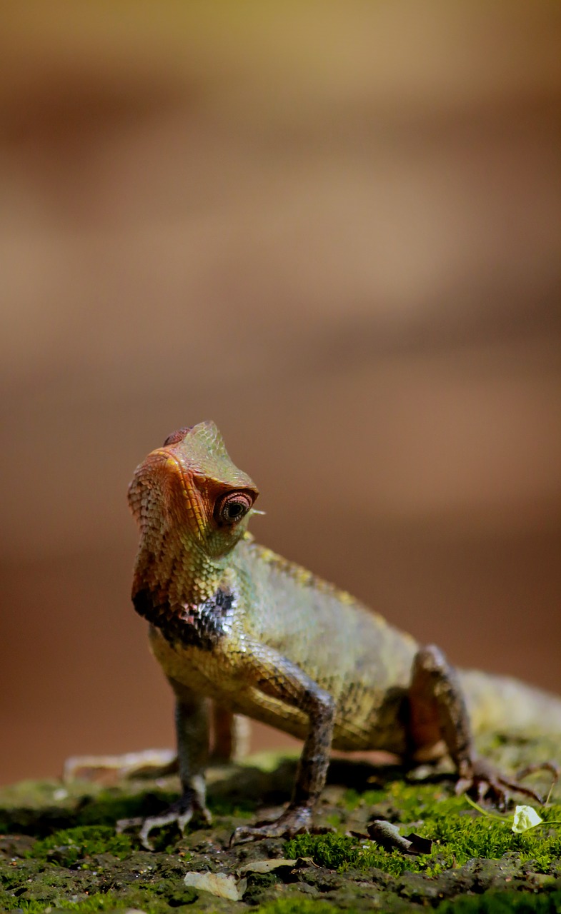 chameleon  animal  wild free photo