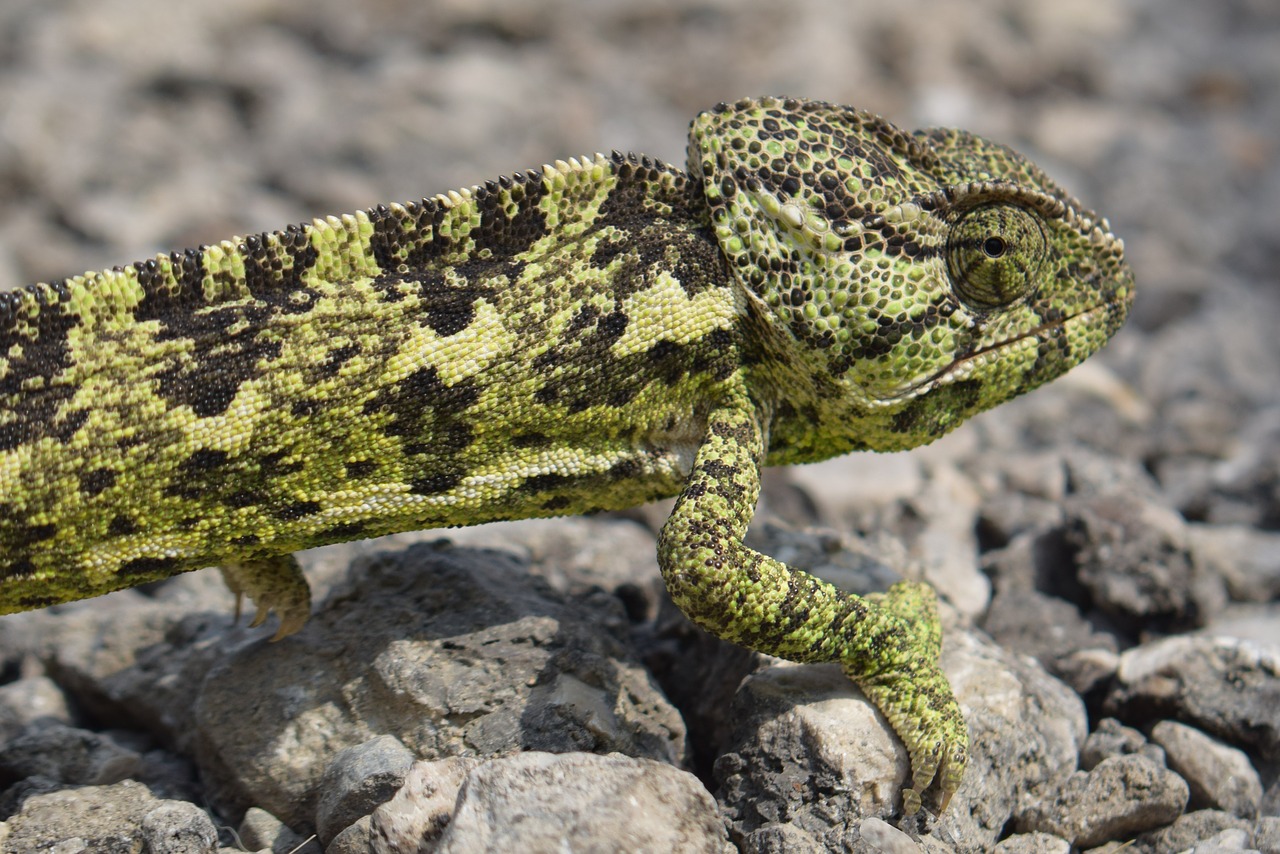 chameleon  animal  nature free photo