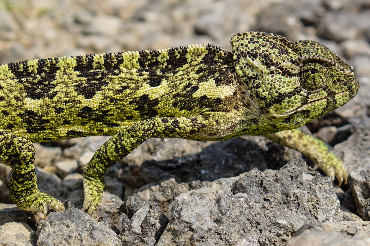 chameleon  animal  nature free photo