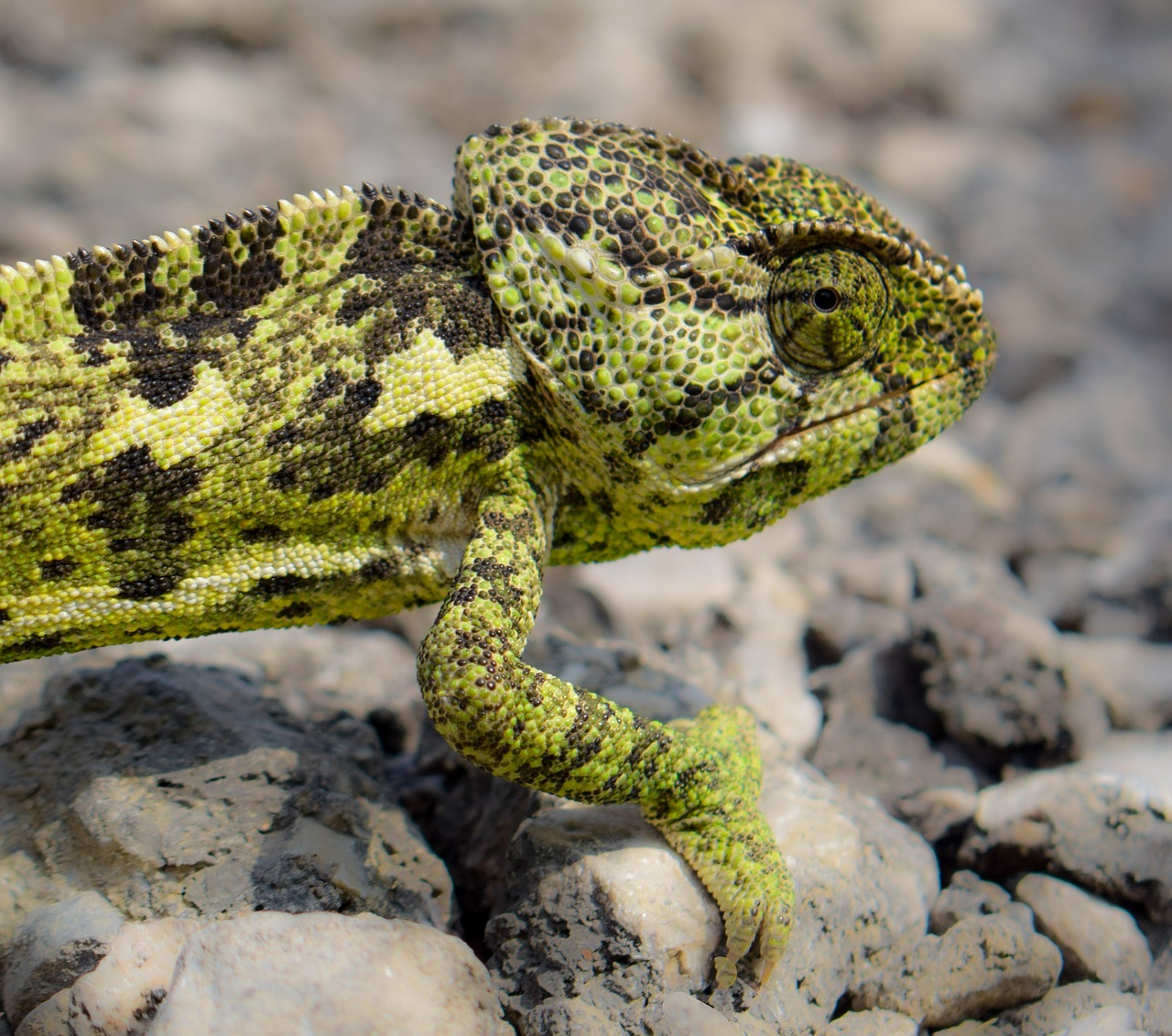 chameleon  animal  nature free photo