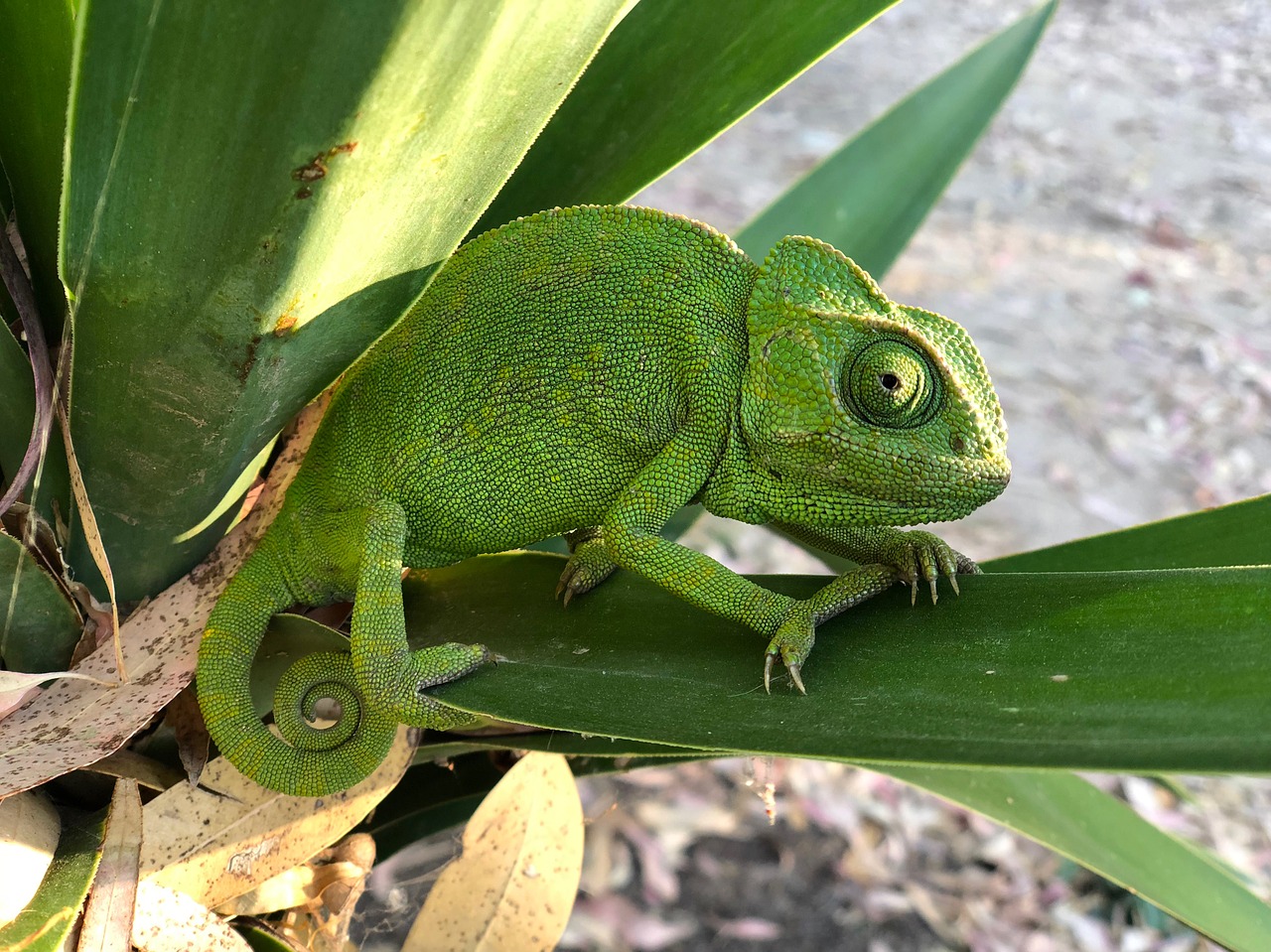 chameleon  nature  reptile free photo