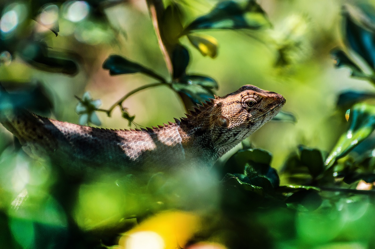 chameleon  wild  animal free photo