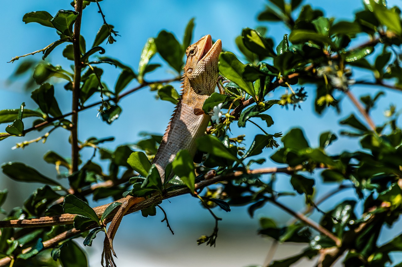 chameleon  wild  animal free photo