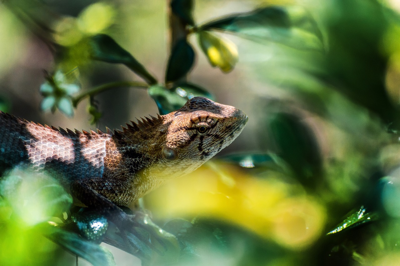 chameleon  wild  animal free photo