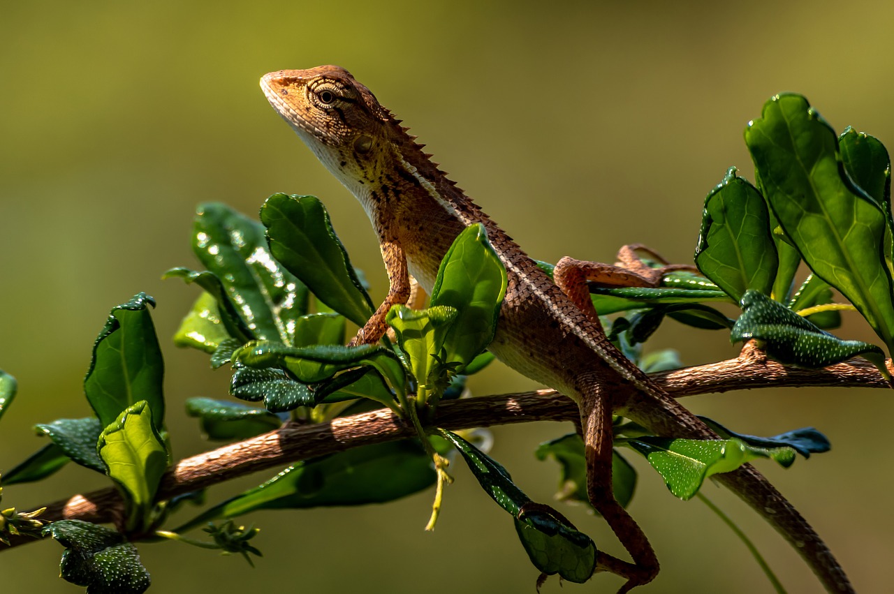 chameleon  animal  lizard free photo
