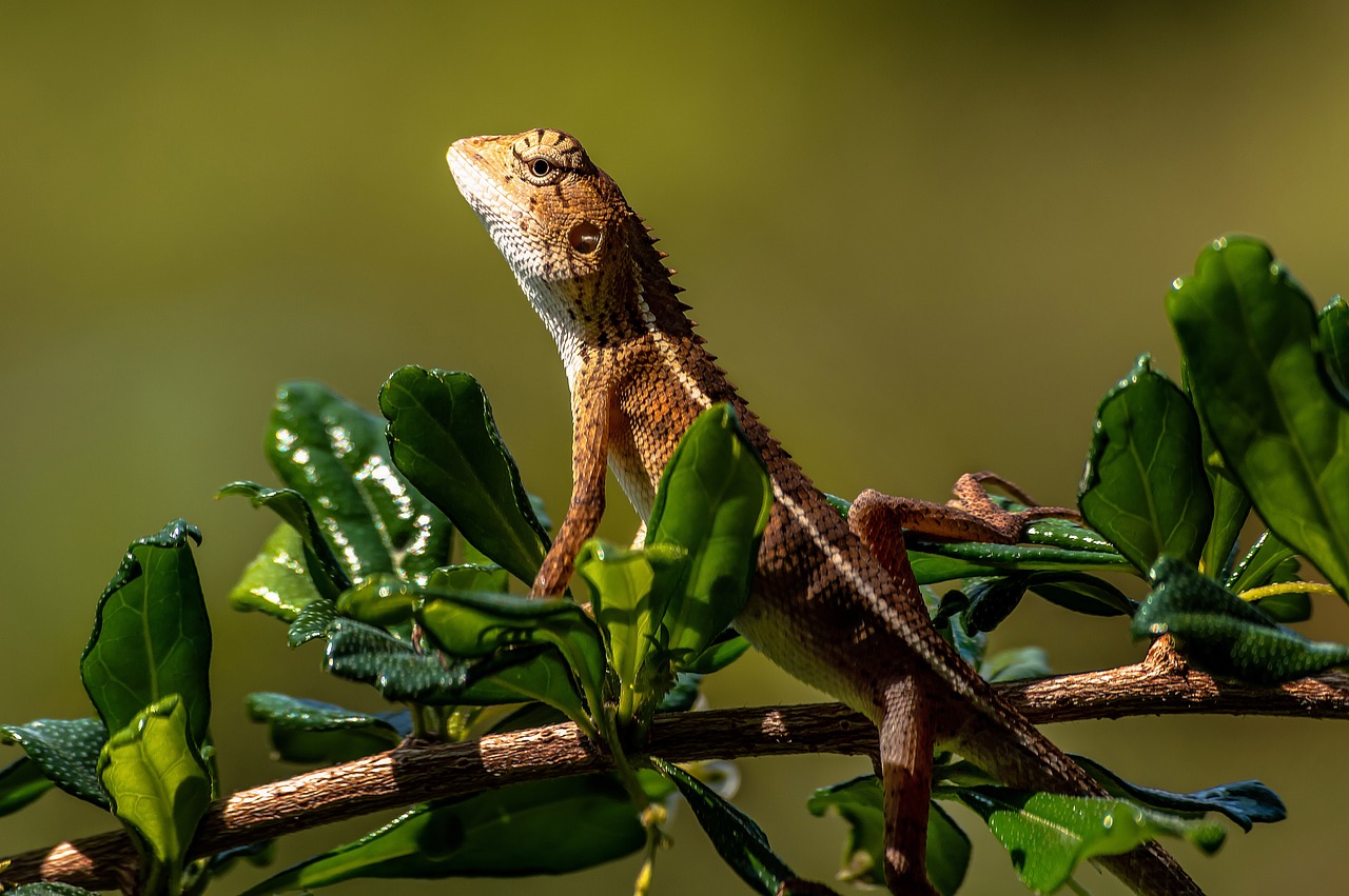 chameleon  animal  lizard free photo