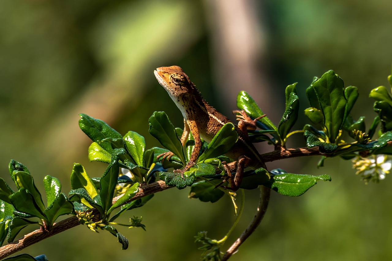 chameleon  animal  lizard free photo
