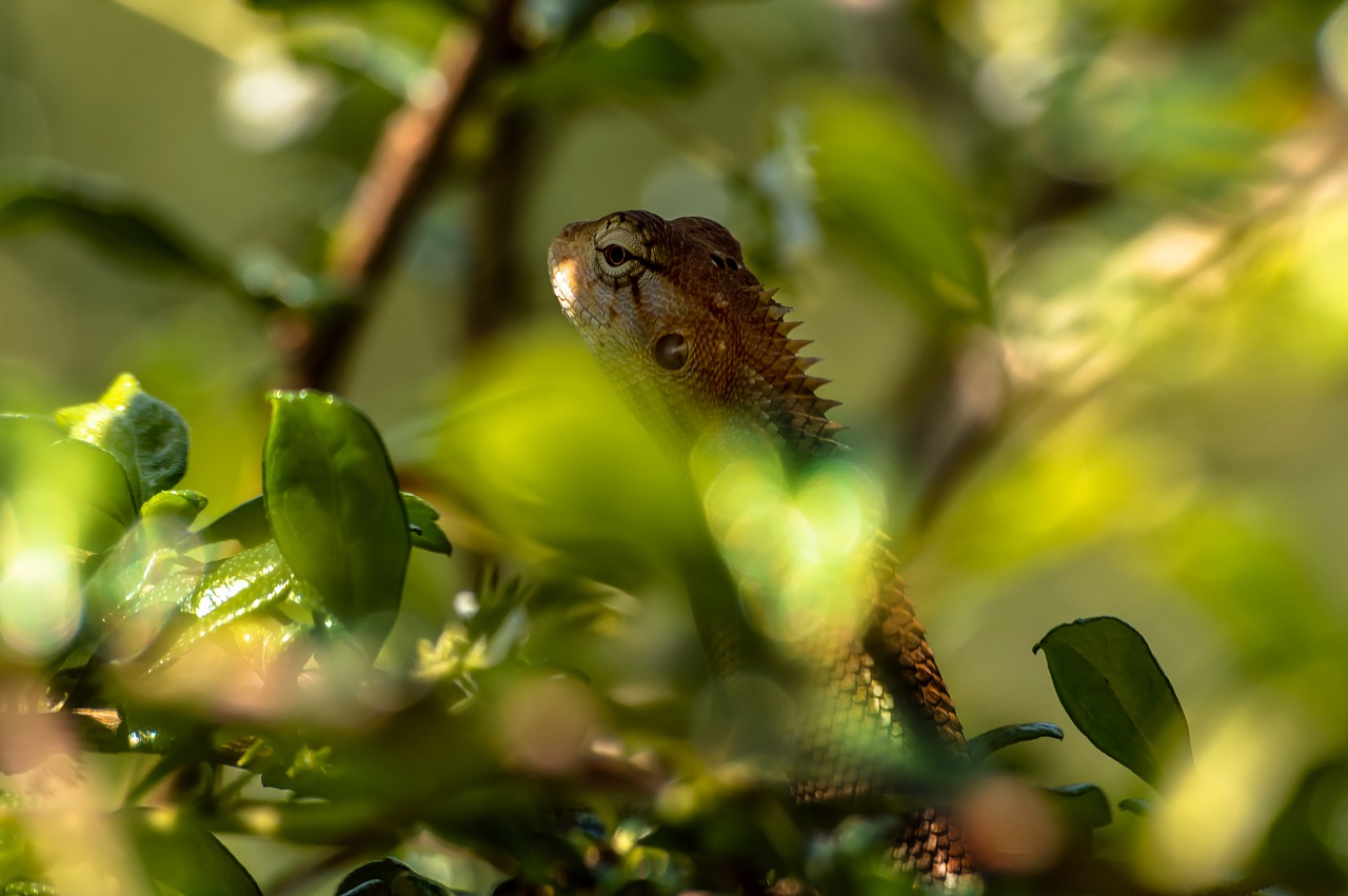 chameleon  animal  lizard free photo