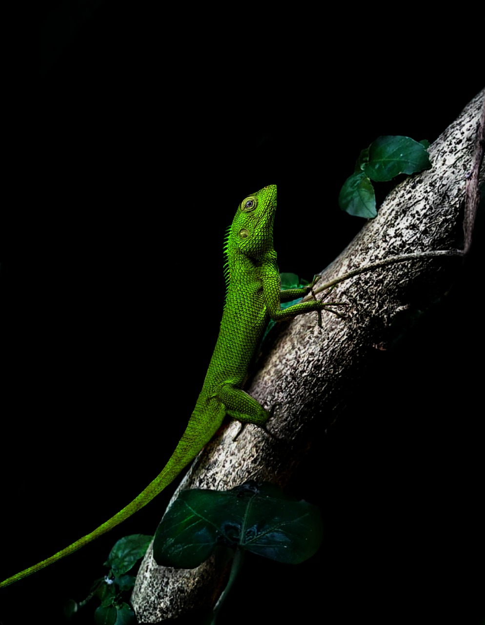 chameleon  dark  tree free photo