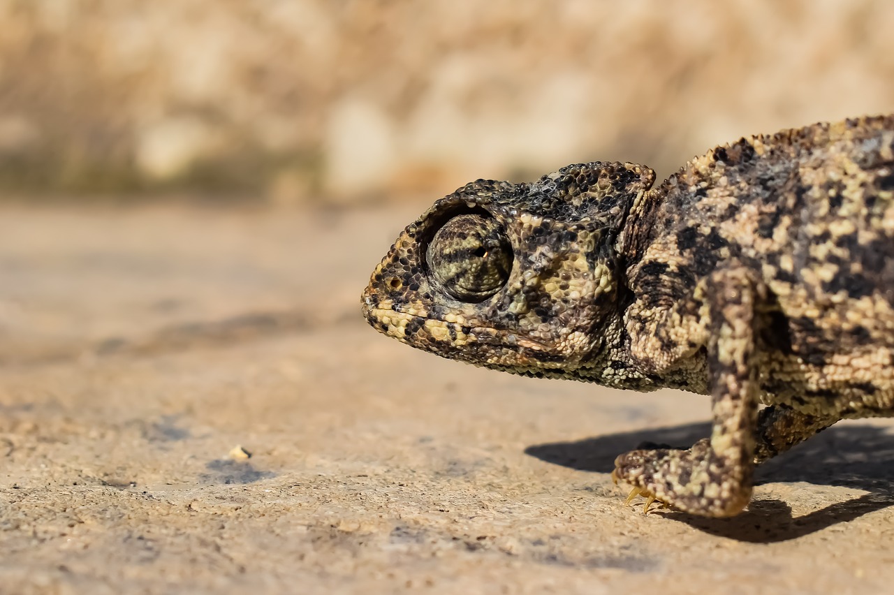 chameleon  nature  reptile free photo