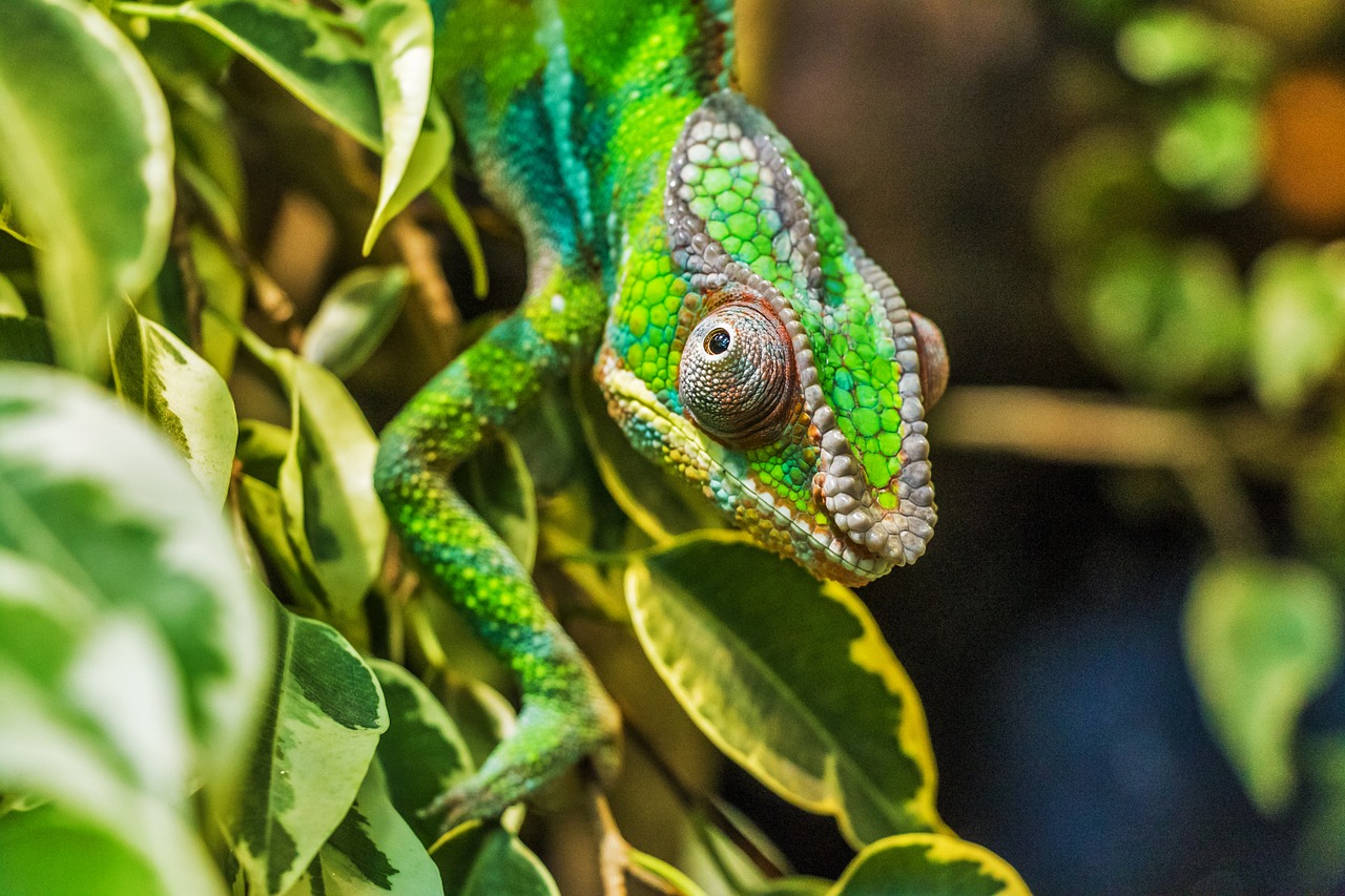 chameleon párduckaméleon furcifer pardalis free photo