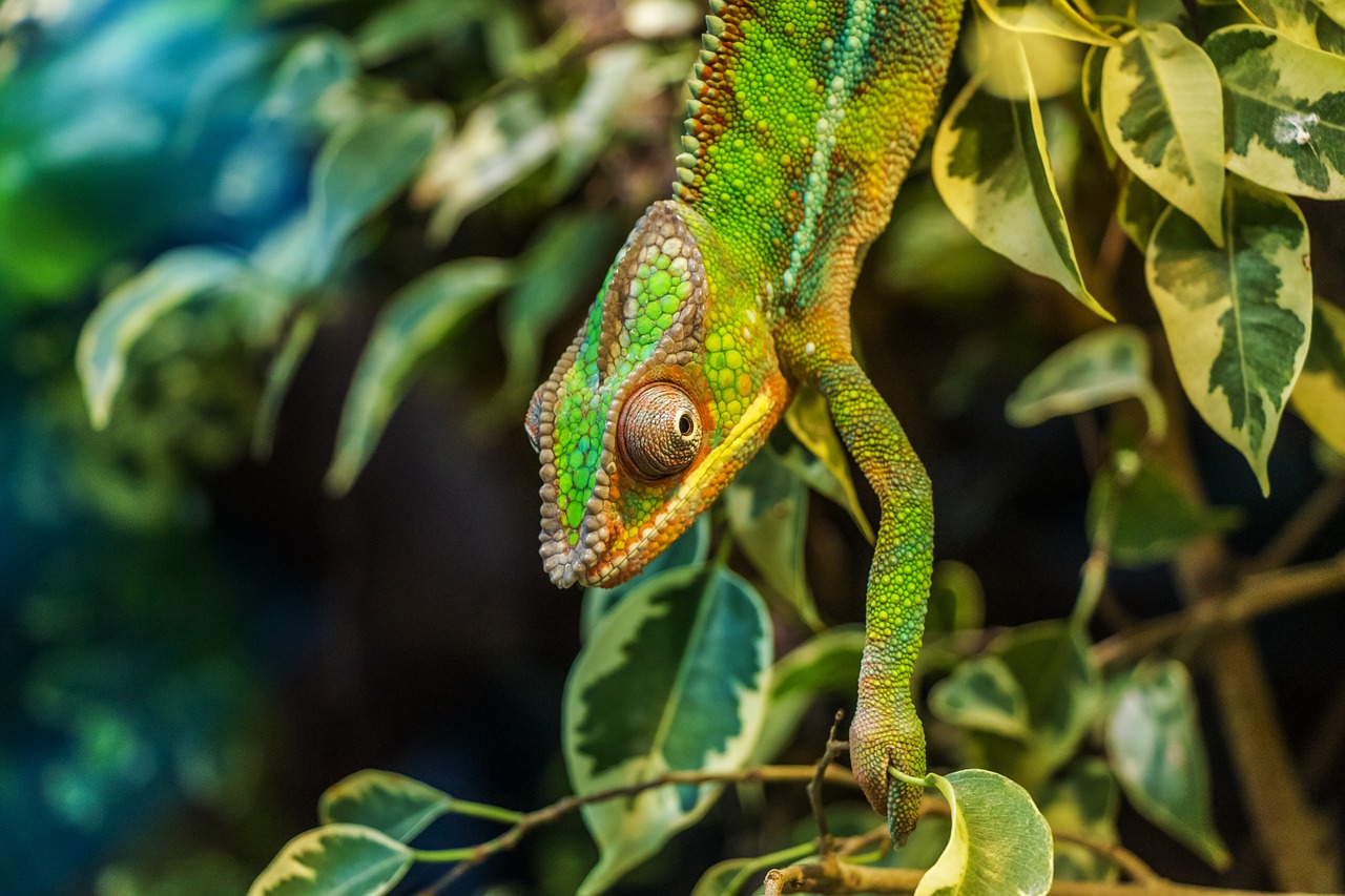 chameleon párduckaméleon furcifer pardalis free photo