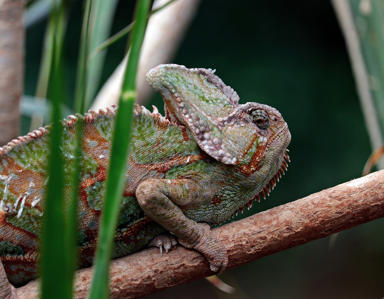 chameleon  iguana-like  schuppenkriechtier free photo