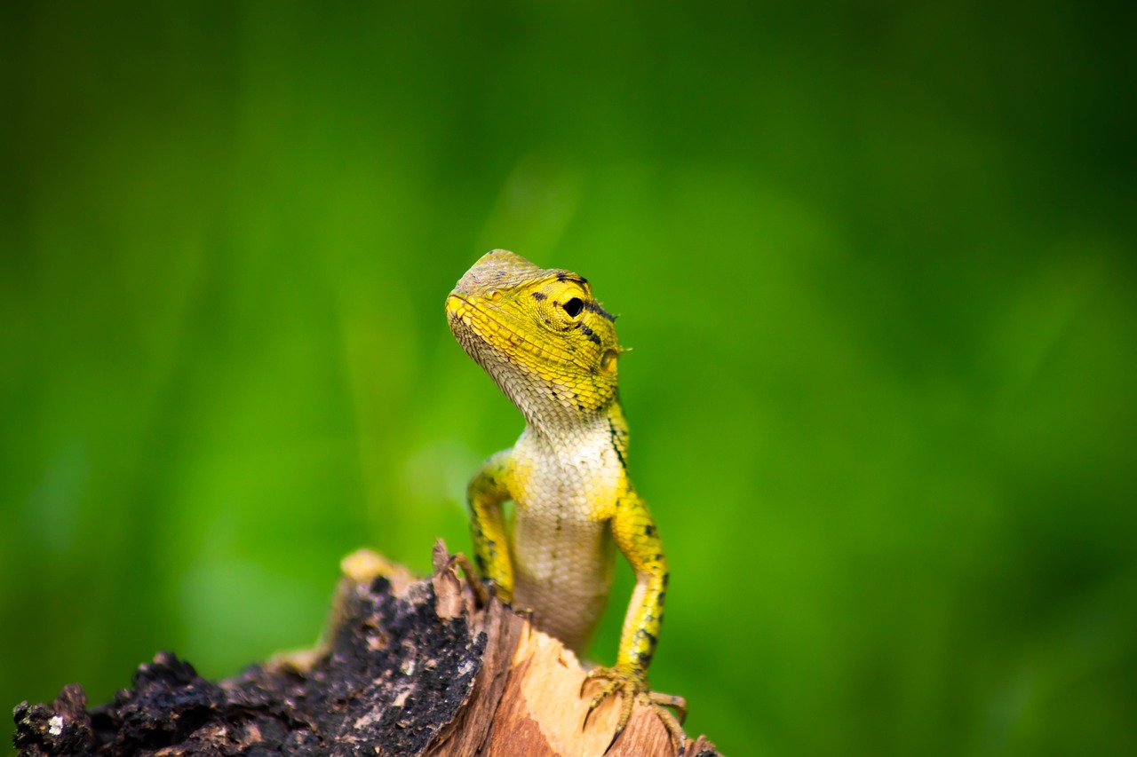 chameleon  background  isolated free photo