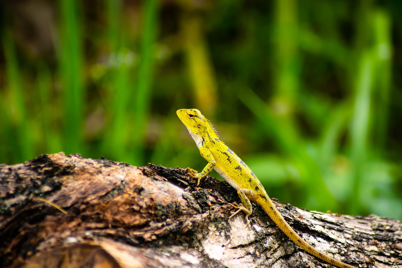 chameleon  background  isolated free photo