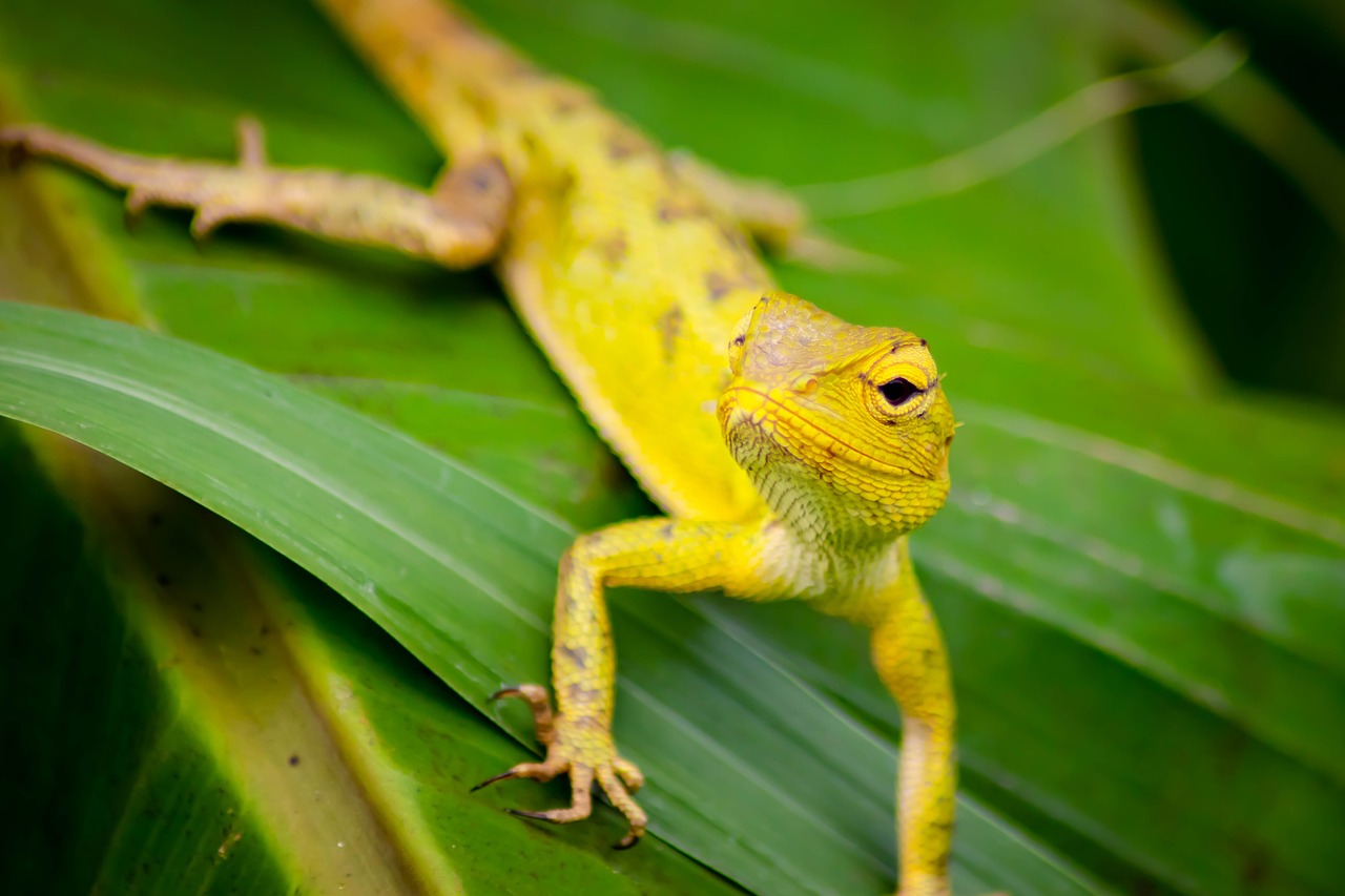 chameleon  background  isolated free photo