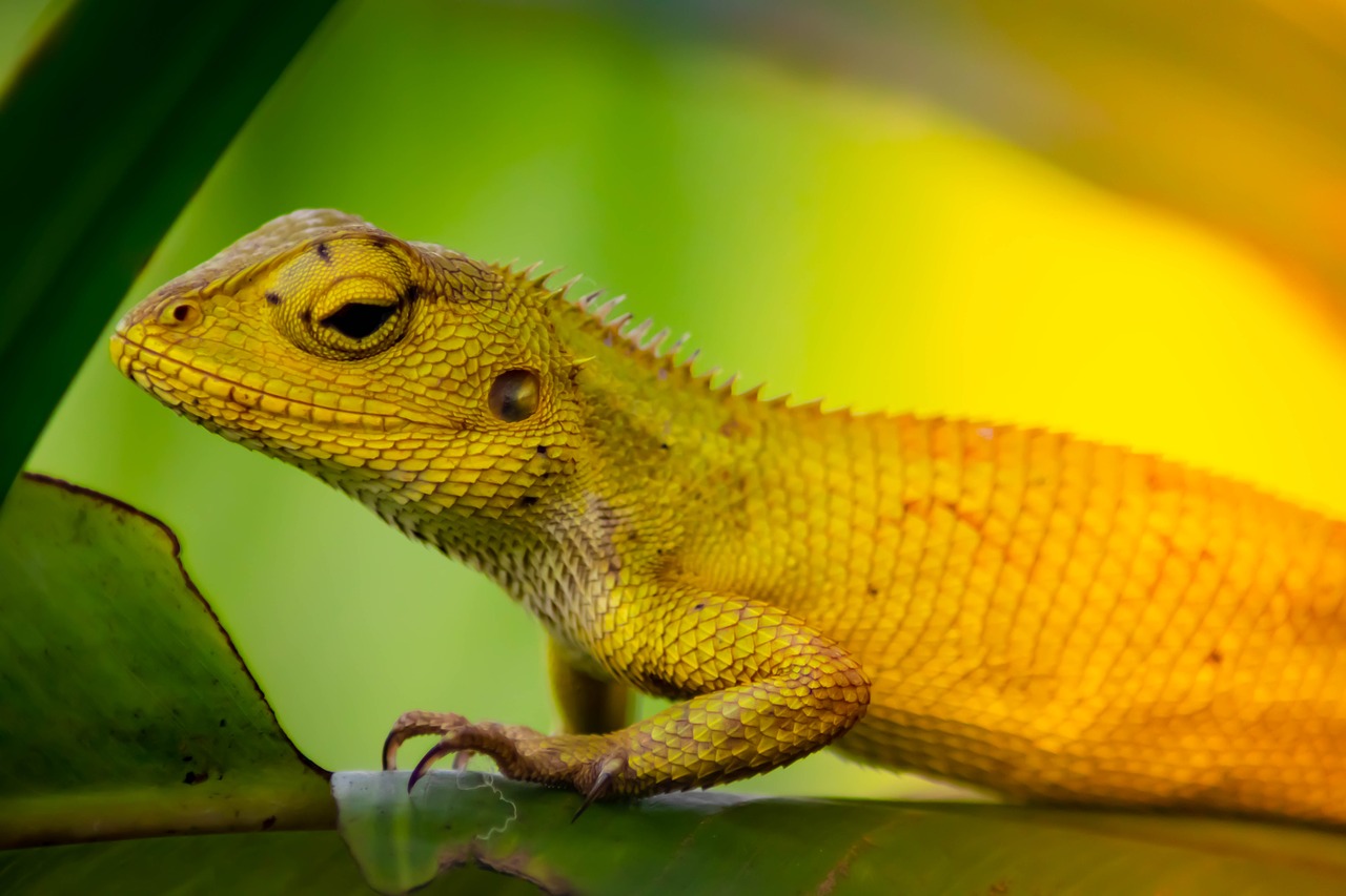 chameleon  background  isolated free photo