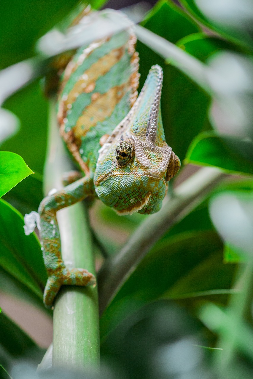 chameleon  green  animal free photo