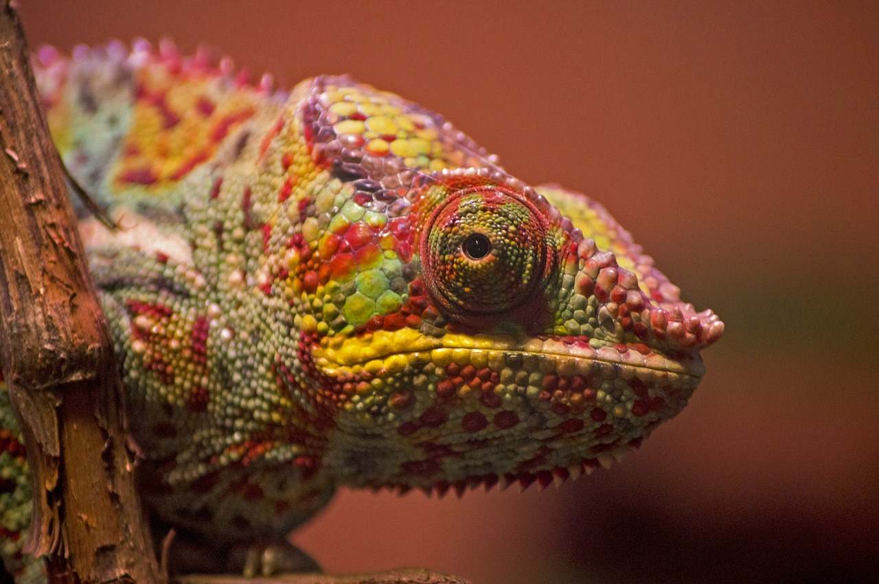 chameleon  color  bright free photo