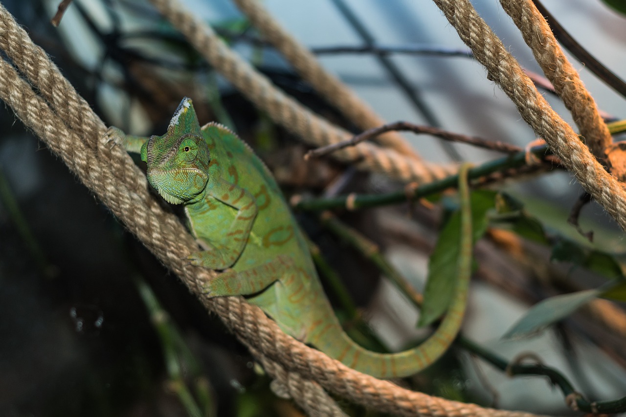 chameleon  lizard  reptile free photo