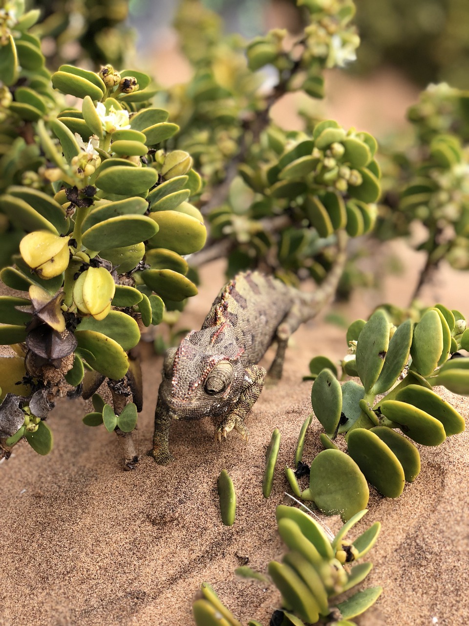 chameleon  africa  reptile free photo