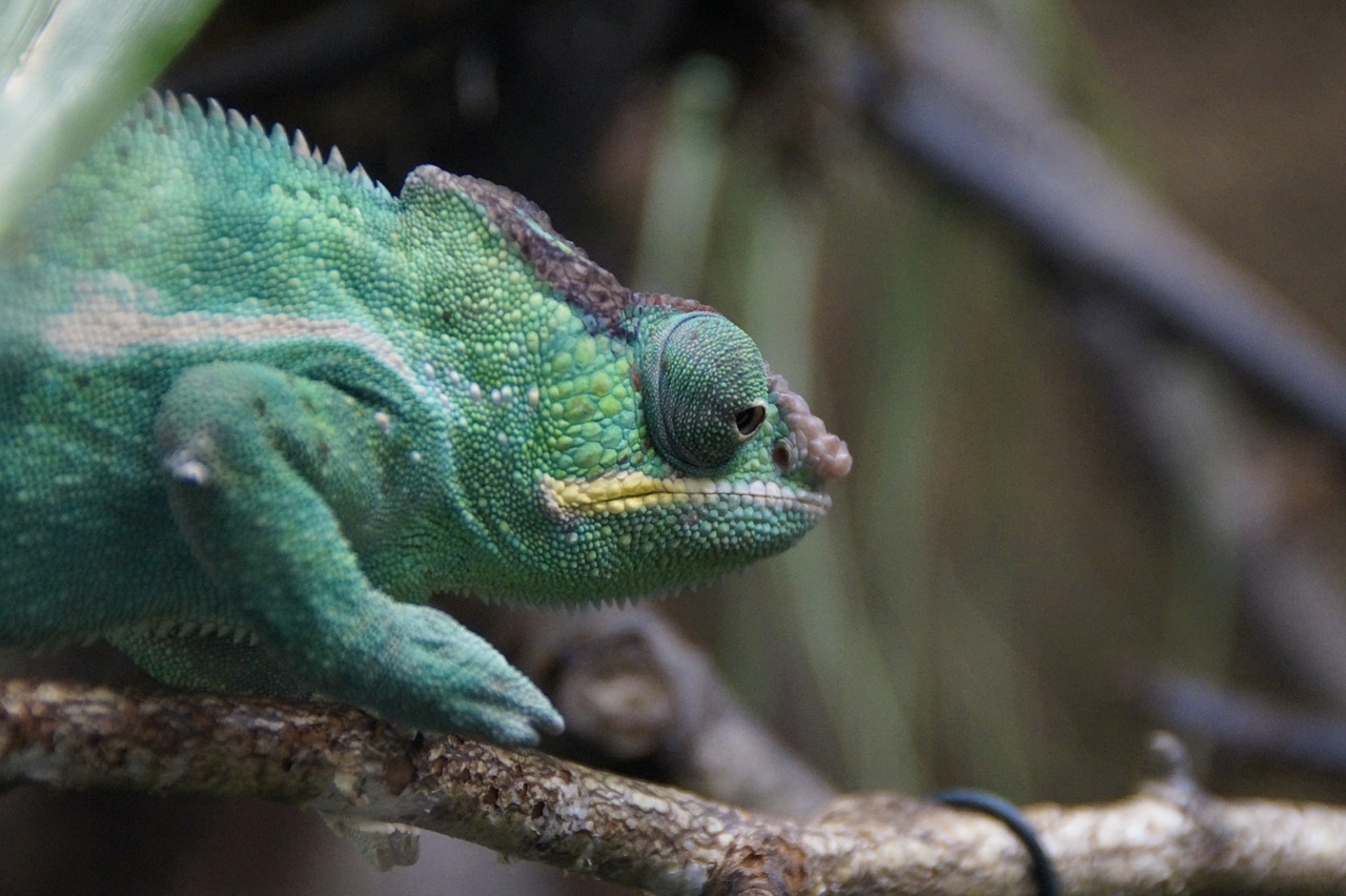 chameleon green reptile free photo