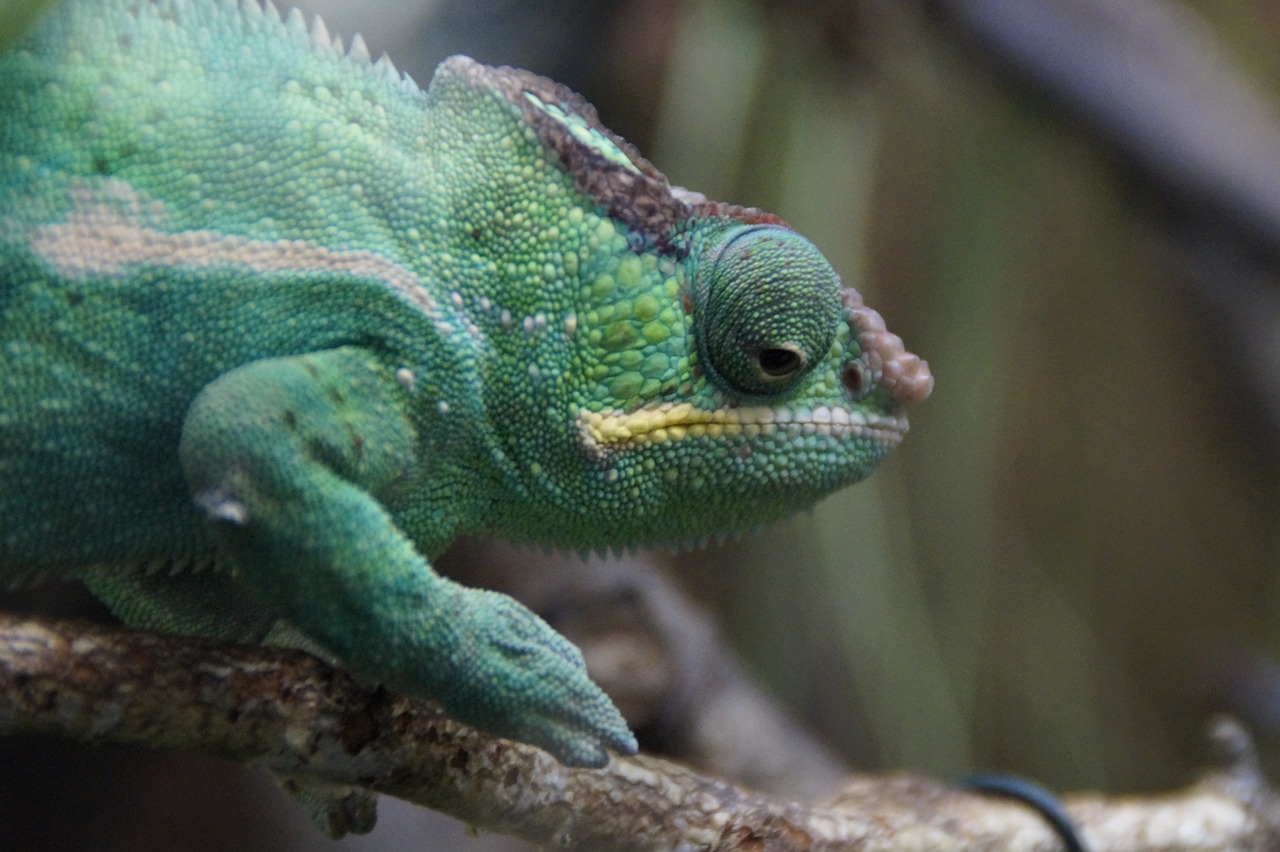 chameleon green reptile free photo
