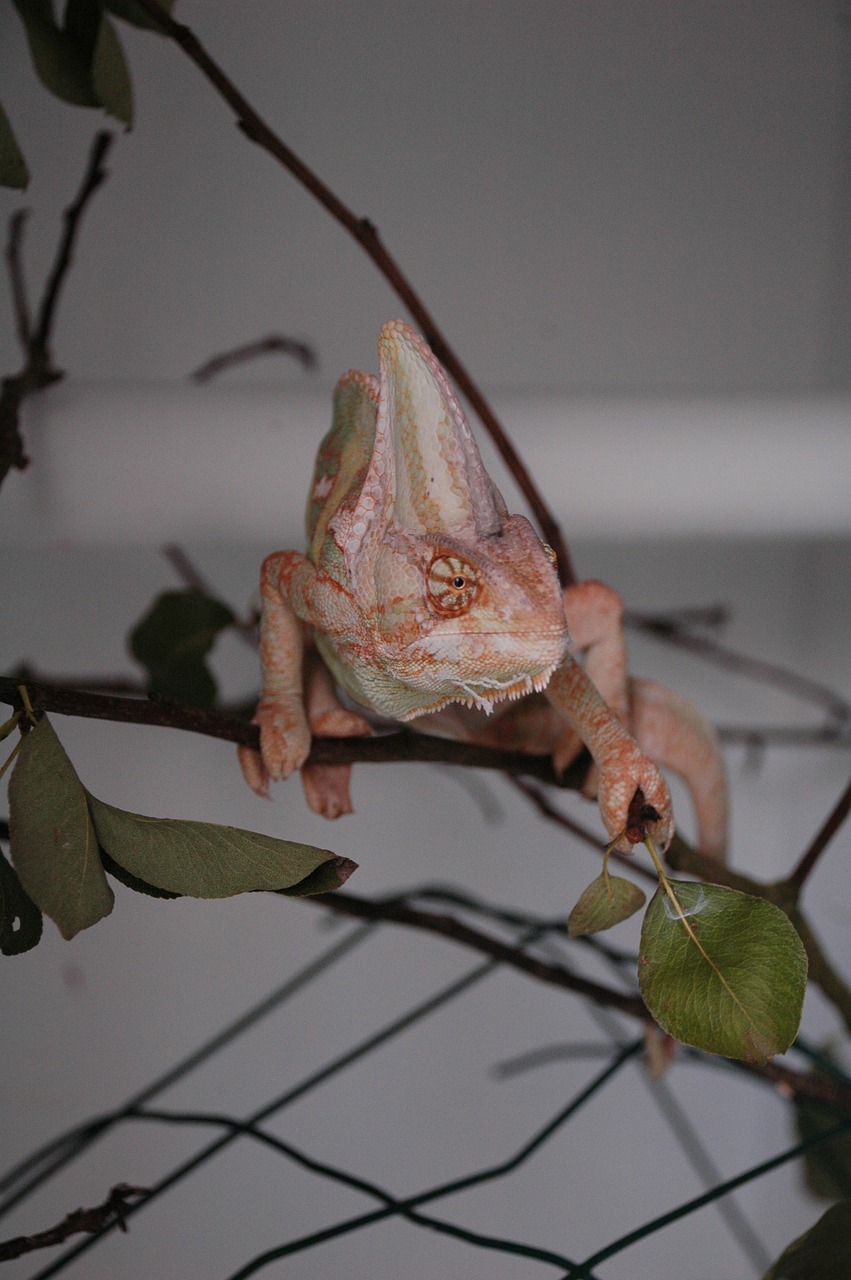 chameleon animal exotic free photo