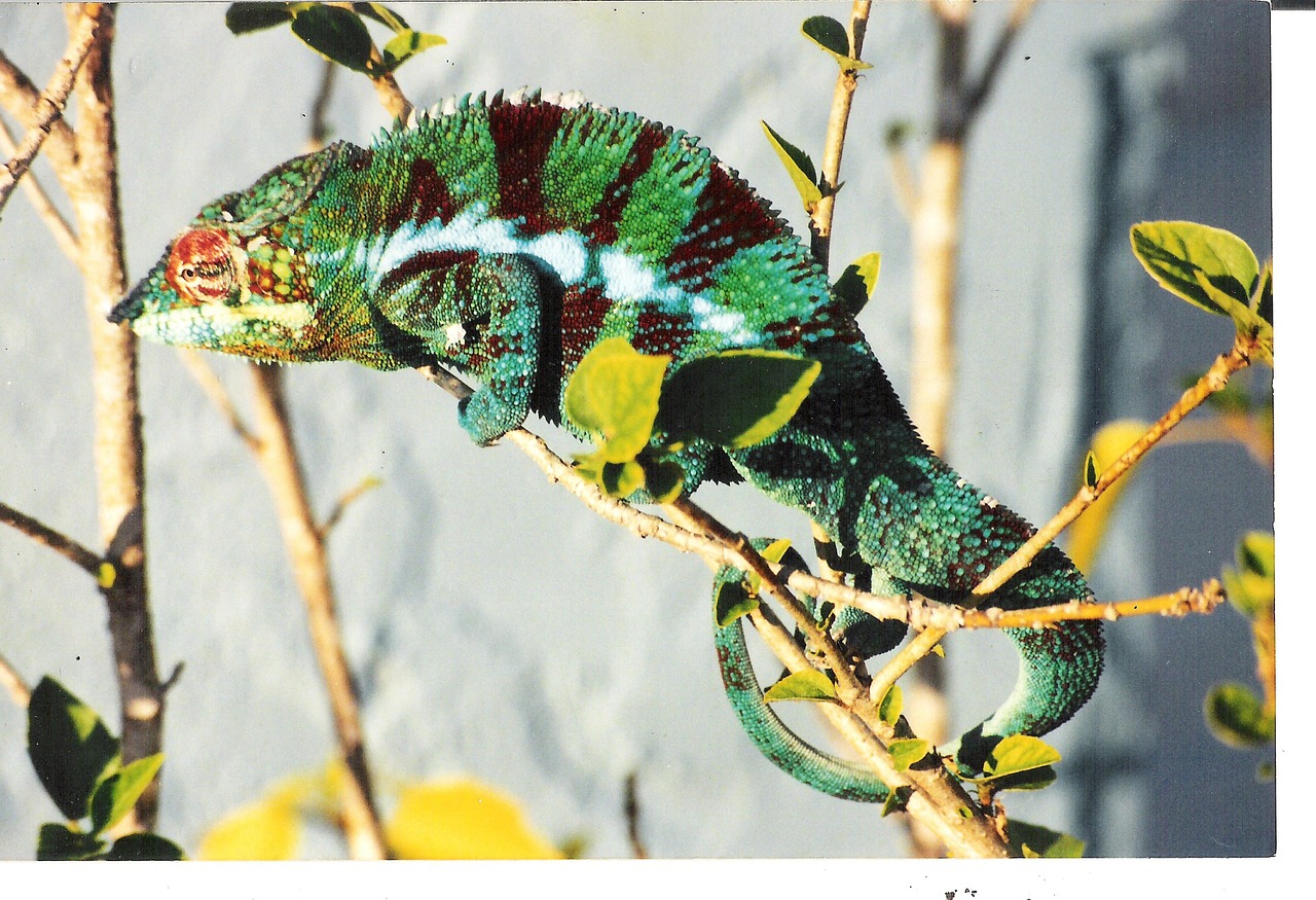 chameleon lizard reptile free photo