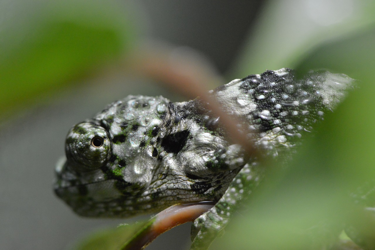 chameleon lizard camouflage free photo